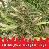 картинка Татарская Ракета Fast от магазина Semki