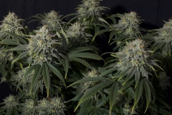 картинка Gorilla Cookies FF от магазина Semki