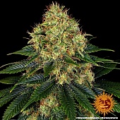 картинка Skywalker OG Auto от магазина Semki