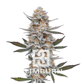 картинка Chemdog #4 от магазина Semki