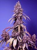 картинка Black Muffin F1 от магазина Semki