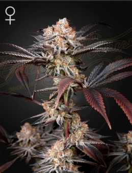 картинка Wonder Pie от магазина Semki
