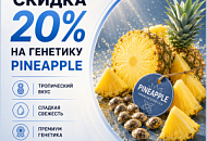 -20% НА PINEAPPLE-СОРТА!, Новая -20% НА PINEAPPLE-СОРТА!, прочитать -20% НА PINEAPPLE-СОРТА!, -20% НА PINEAPPLE-СОРТА! от магазина Semki -20% НА PINEAPPLE-СОРТА! от магазина Semki